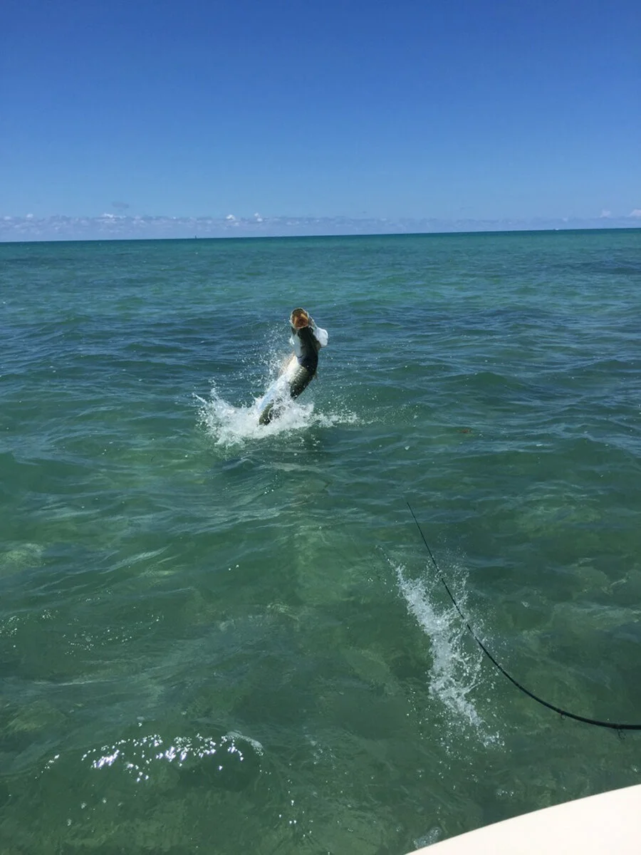 tarpon5.jpeg