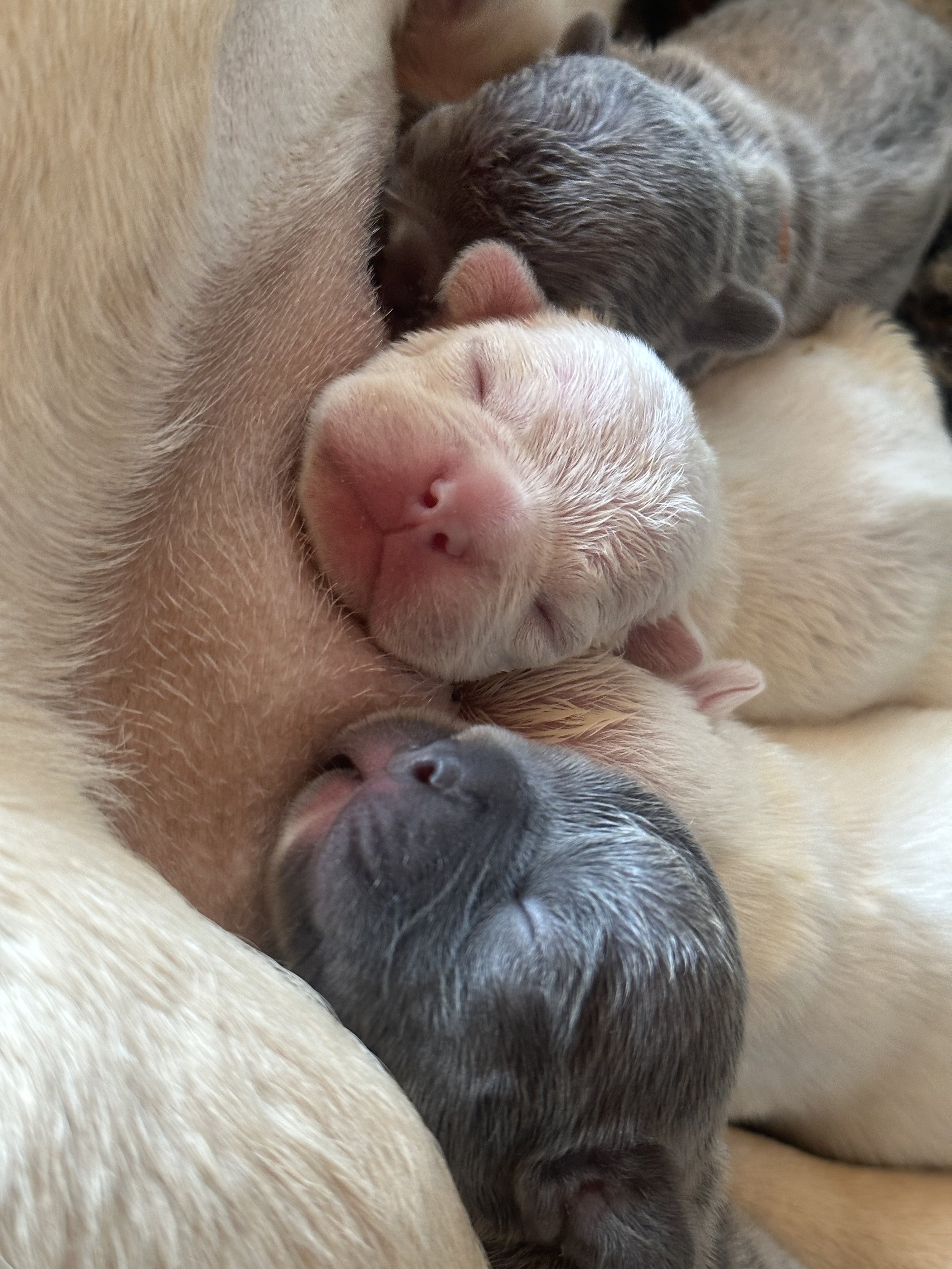 French Waitlist / Puppy Deposit