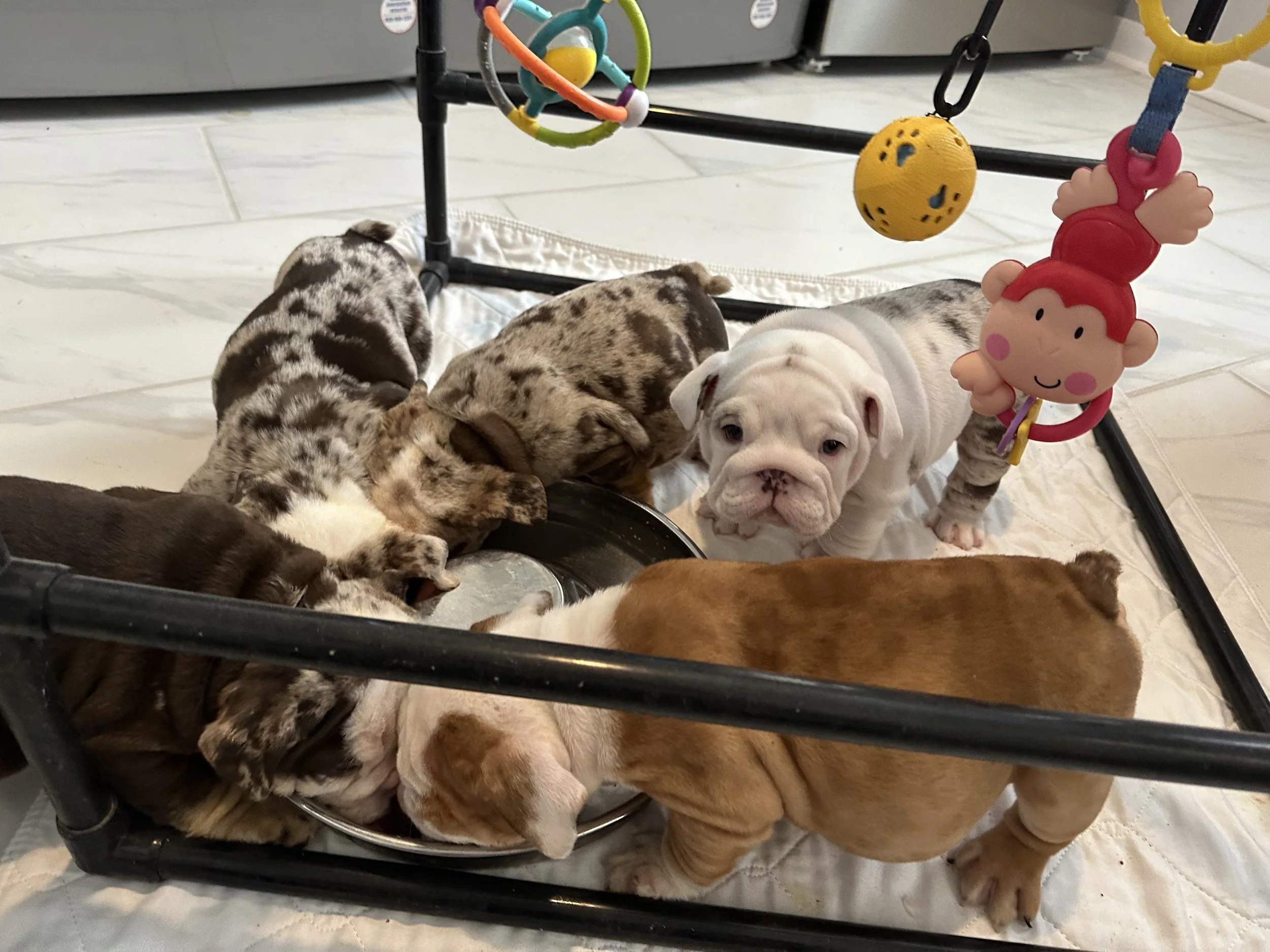 AKC Merle Bulldog Puppy Payment Arrangement