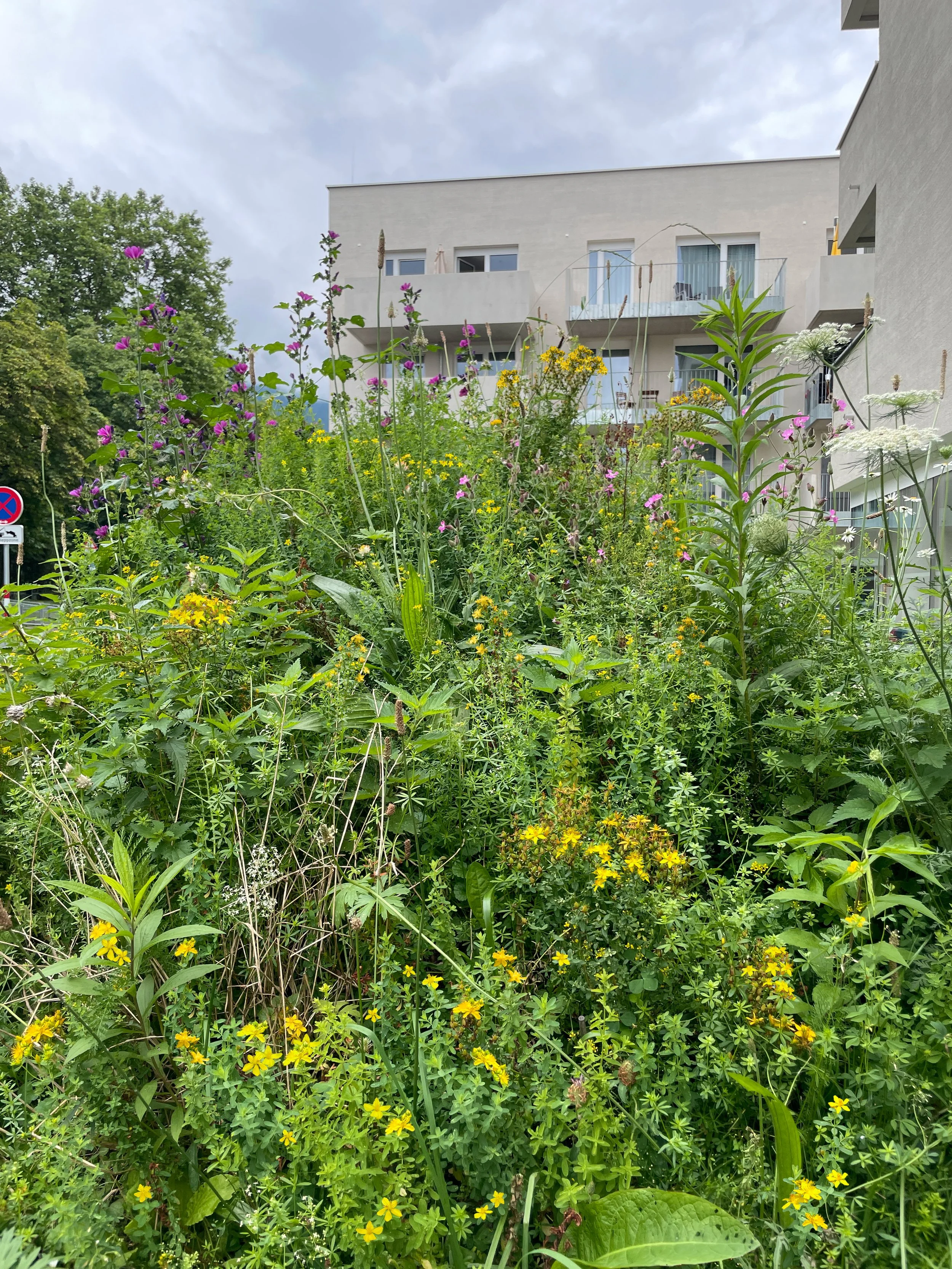 "Between Light and Darkness", 2023, hill with St. John's Wort and other plants