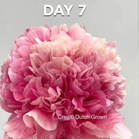 Peony_Command_Performance-Stages-2025-1+2.jpg