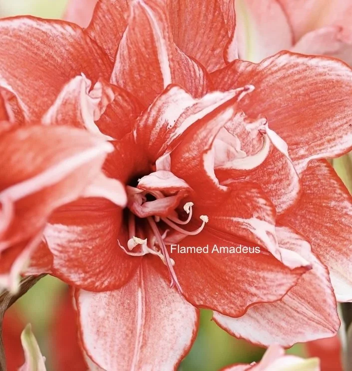 Flamed Amadeus w namejpeg.jpeg (Copy) (Copy)