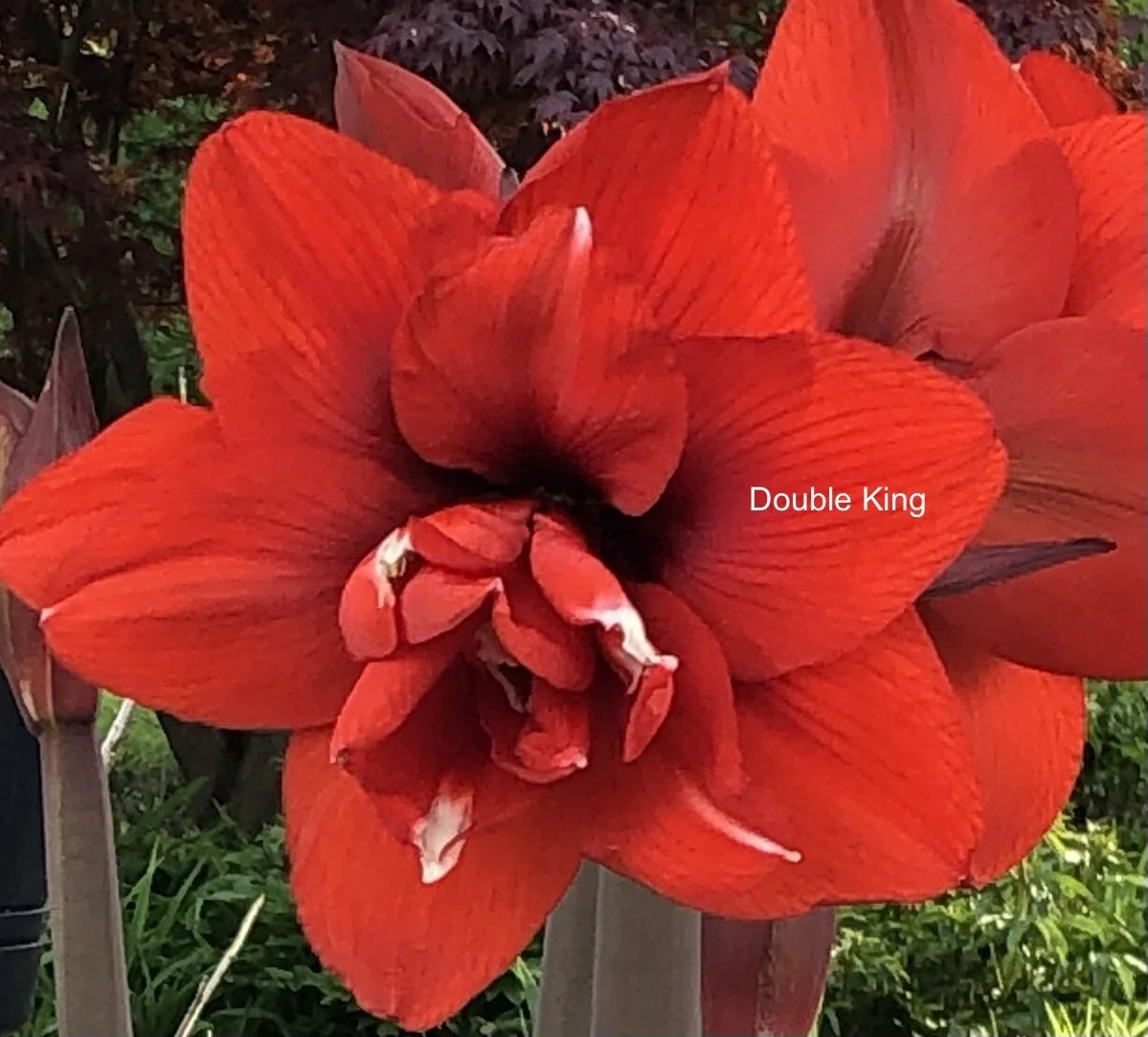 Double King w name.jpeg (Copy) (Copy)