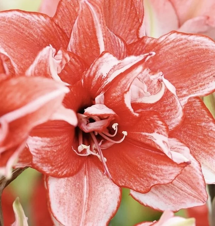 Flamed Amadeus 2.jpeg