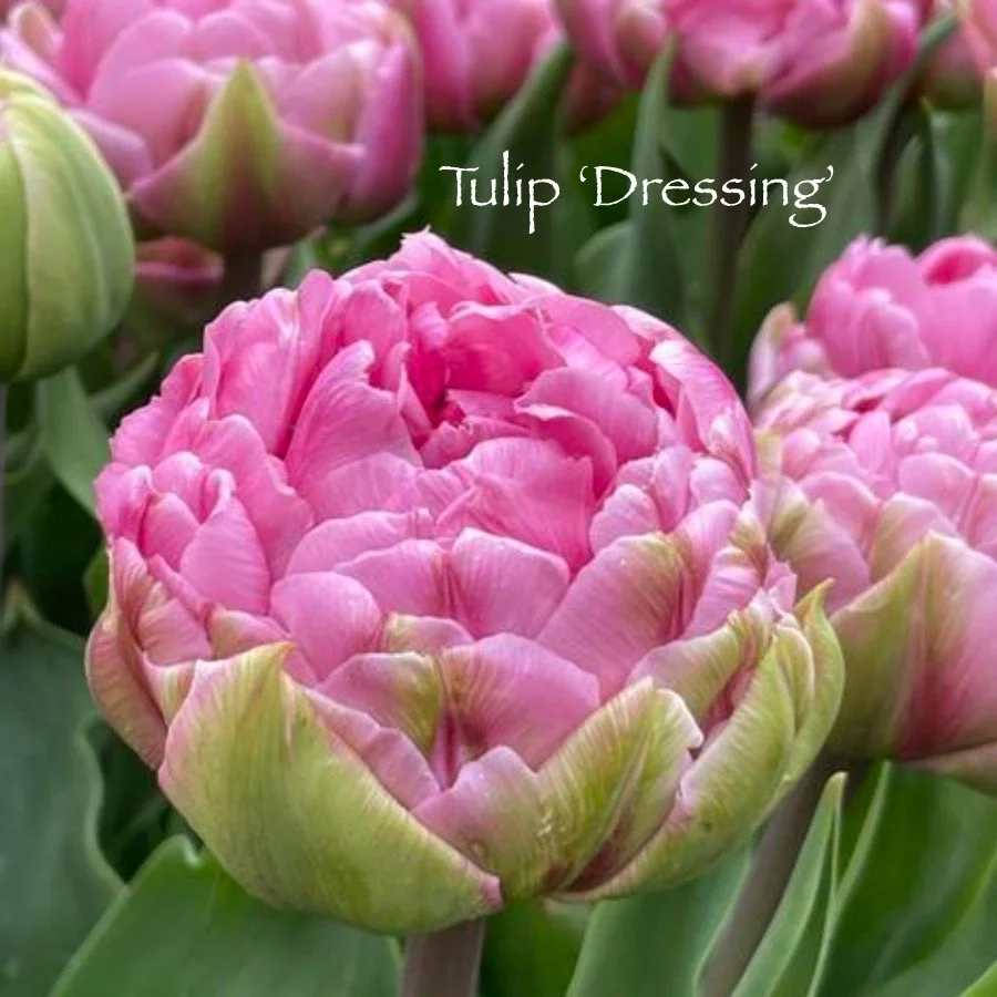 Dressing for VD.jpeg