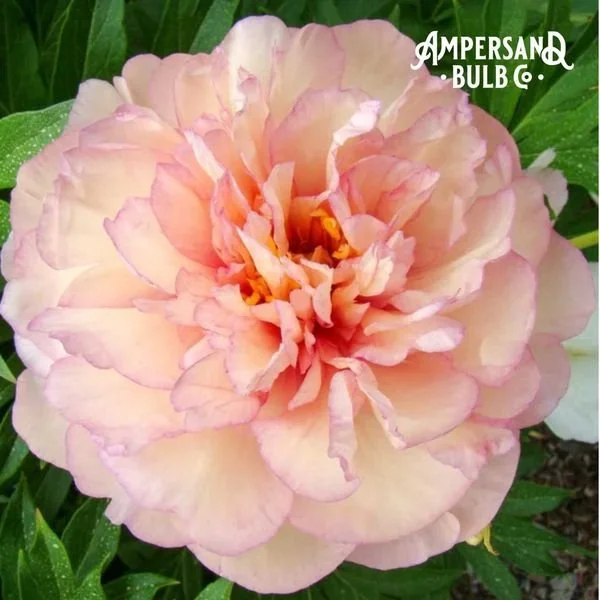'Scrumdidleyump.' (Itoh Hybrid)