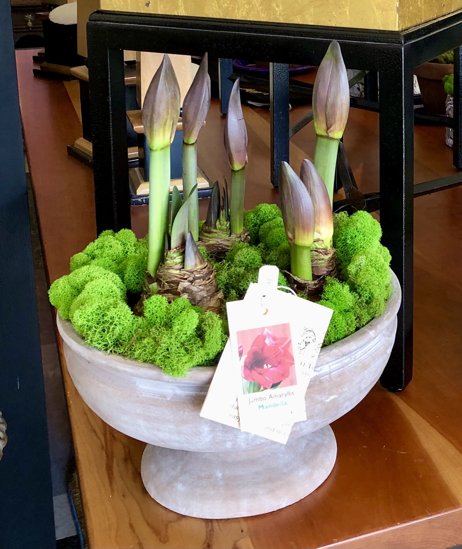 Amaryllis (3) in ceramic compote 3.jpeg