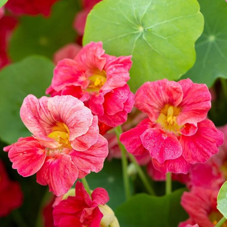 Nasturtiums (in 5" band pot) — Three Toads Farm