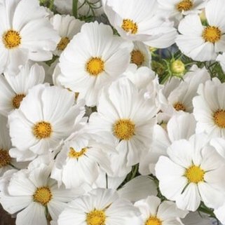 Cosmos+Afternoon+white.jpg