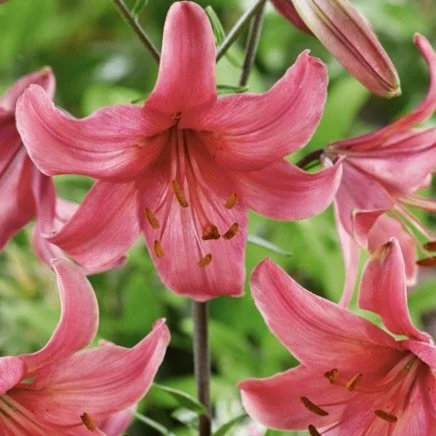 Tiger Pink Flight - Asiatic