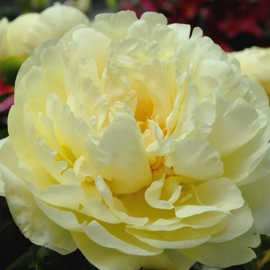 'Lemon Chiffon' (Rare Double)