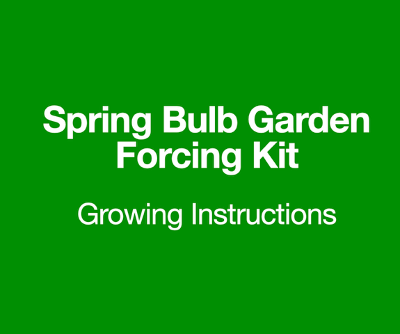 Spring Bulb Garden Forcing Kit Growing Instructions