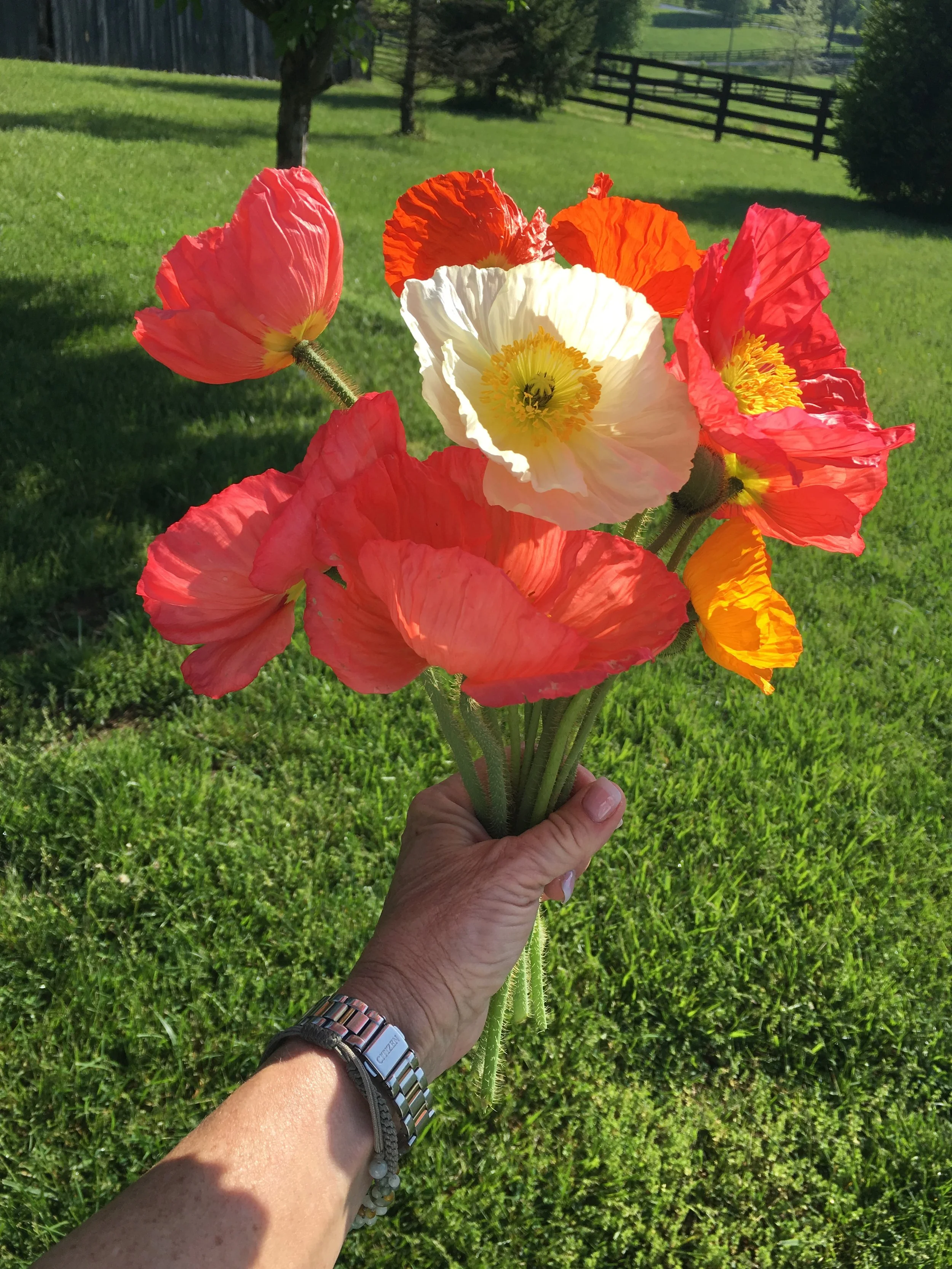 Champagne Bubbles Poppies