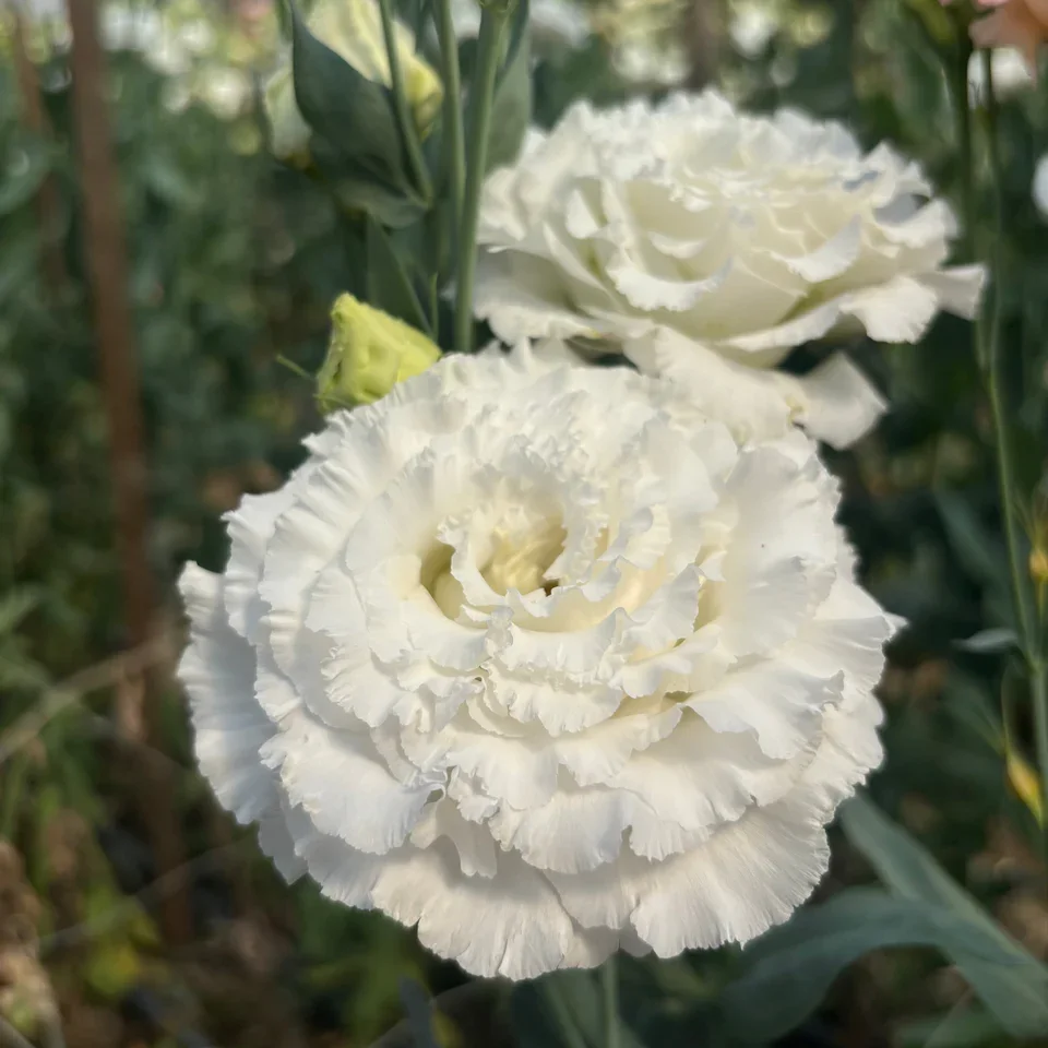 Lisianthus corelli Sugoi White.jpeg.webp