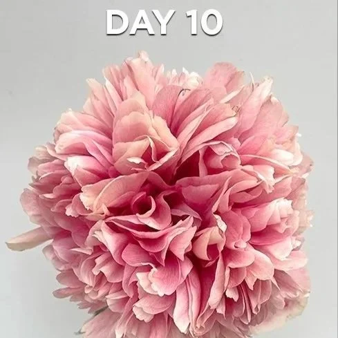 Peony_Command_Performance-Stages-2025-1.jpg