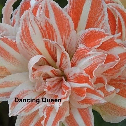 Dancing Queen w name.jpeg (Copy) (Copy)