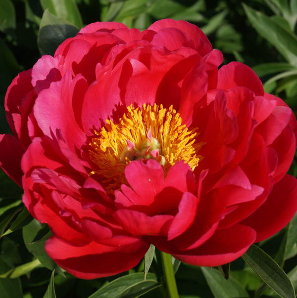 'Raspberry Charm' (Rare Semi-Double)