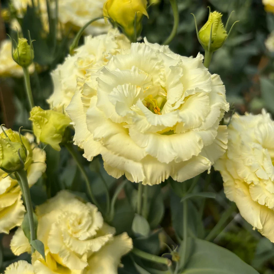 Lisanathus Corelli Sugoi Yellow.jpeg.webp