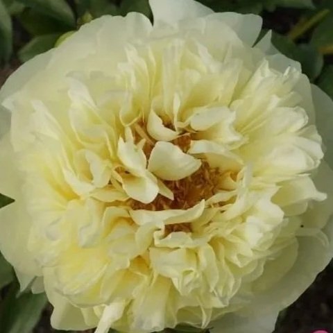 Lemon%2BChiffon.jpg