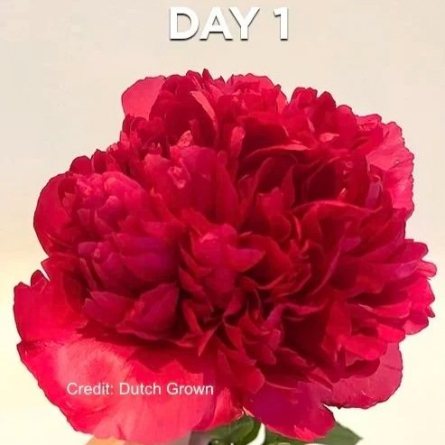 Peony_Command_Performance-Stages-2025-1+copy+2.jpg