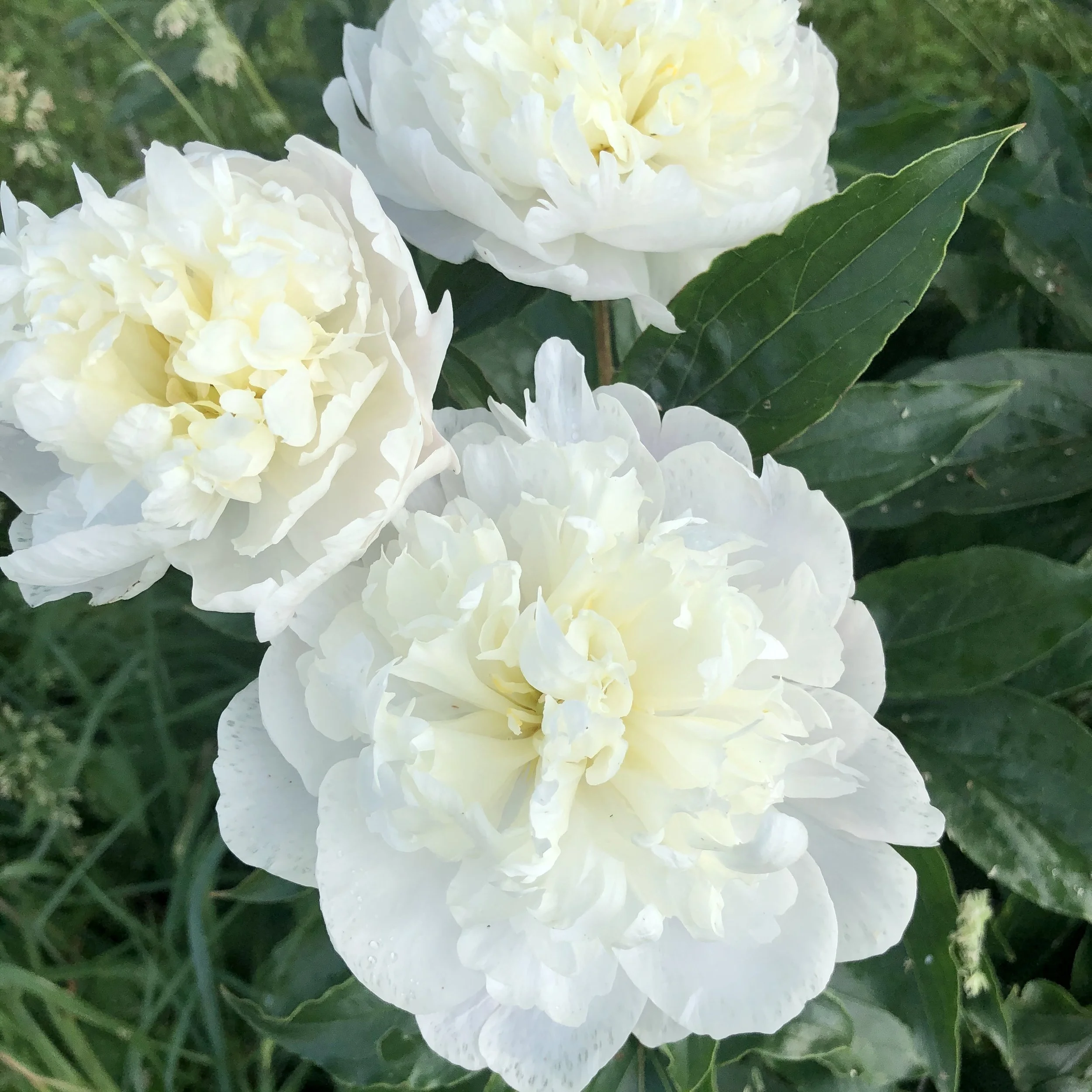 'Duchesse De Nemours' (Double)