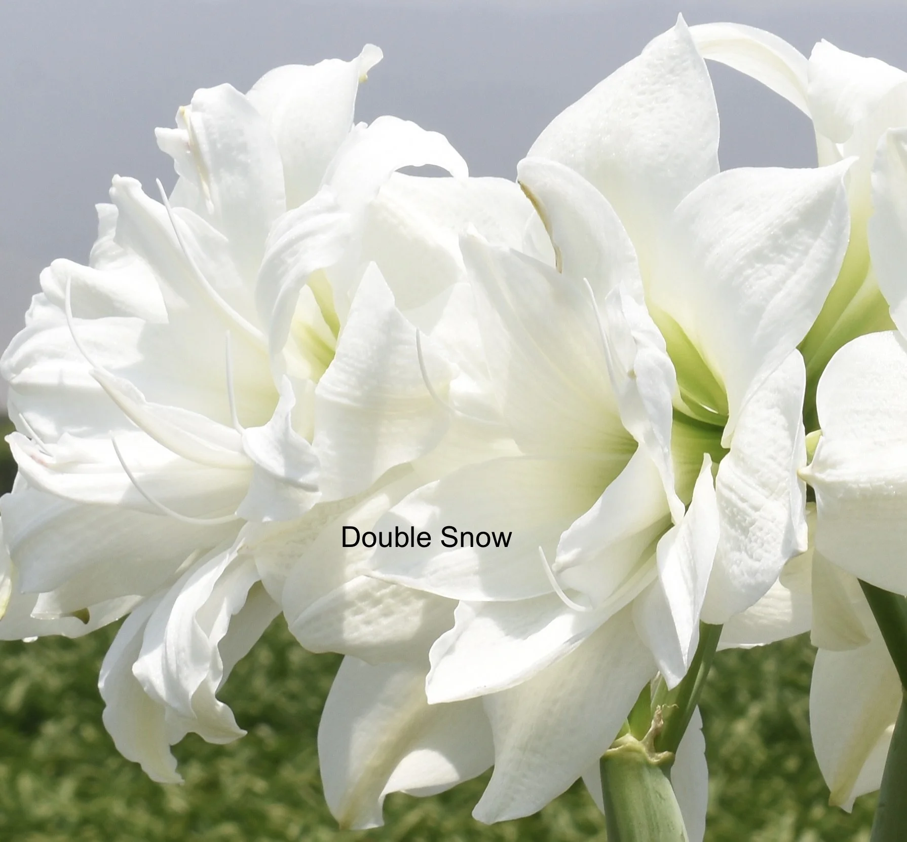 Double Snow w name.JPG