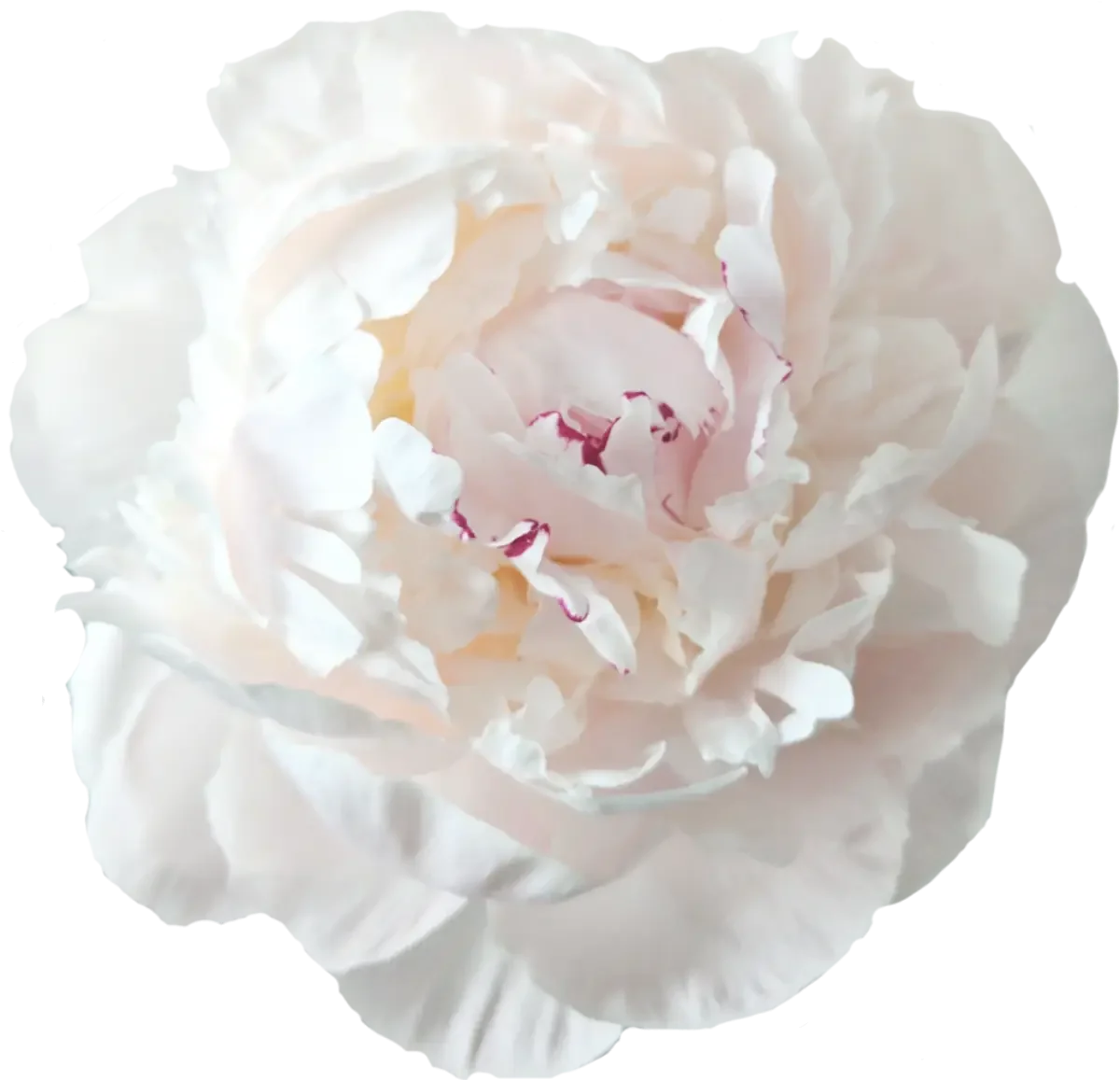 'Odile' (French Heirloom)