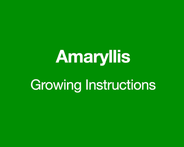 Amaryllis Growing Instructions