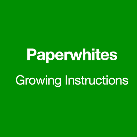 Paperwhites+Growing+Instructions.png