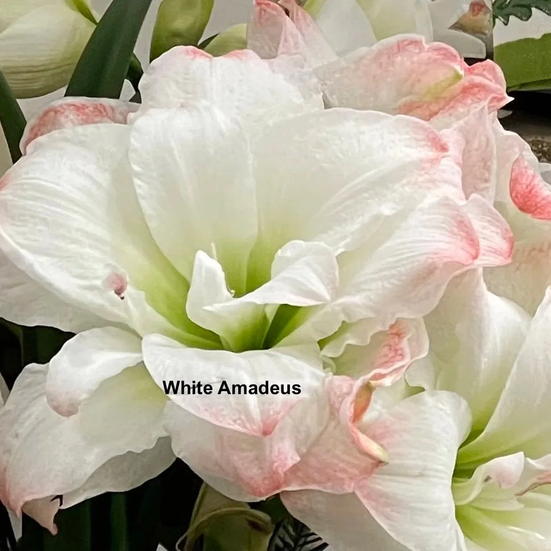 White+Amadeus+w+name.jpg (Copy) (Copy)