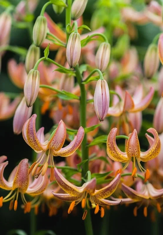 Fairy Morning - Martagon