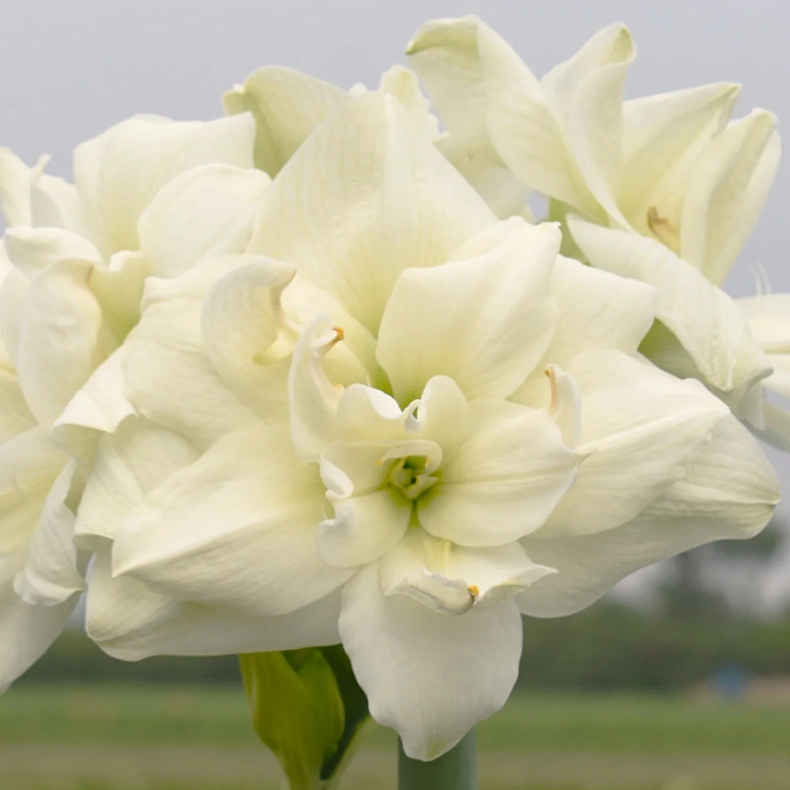 White Symphony - Bulb & Blossom.webp
