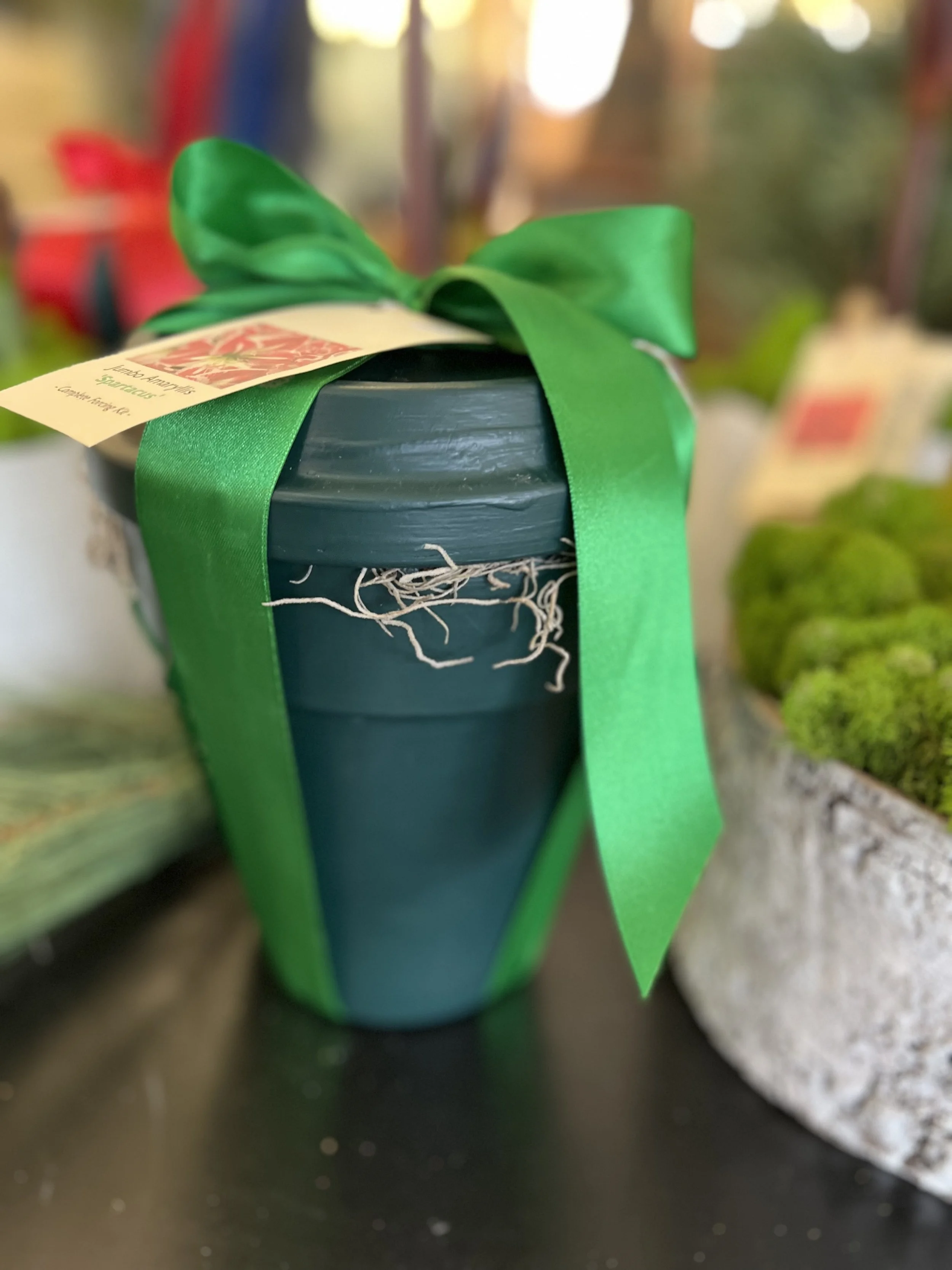 All-in-One Amaryllis Forcing Kit