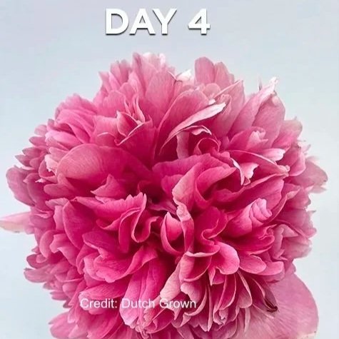 Peony_Command_Performance-Stages-2025-1+3.jpg