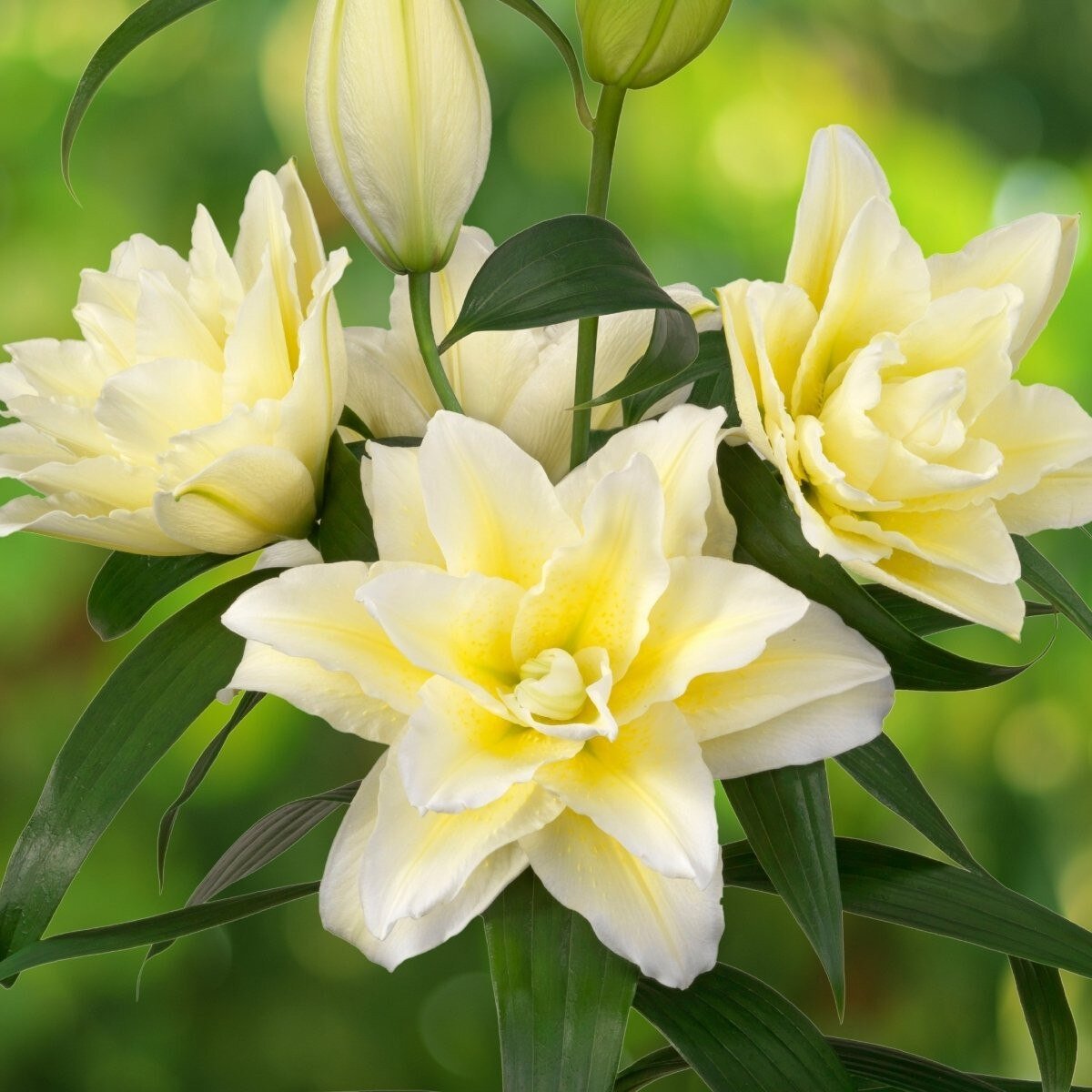 Roselily Ludwina - Leo Berbee.jpg