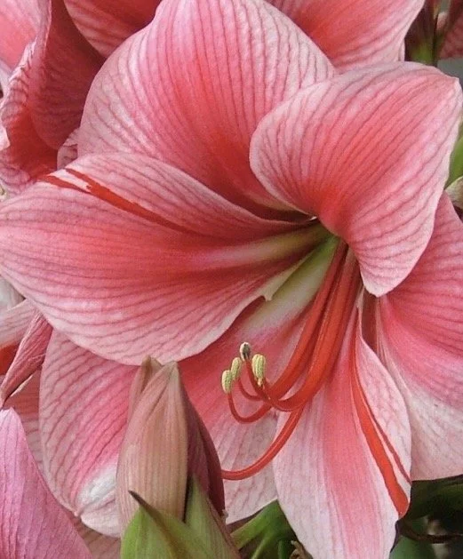 Gervase no name.jpg (Copy)