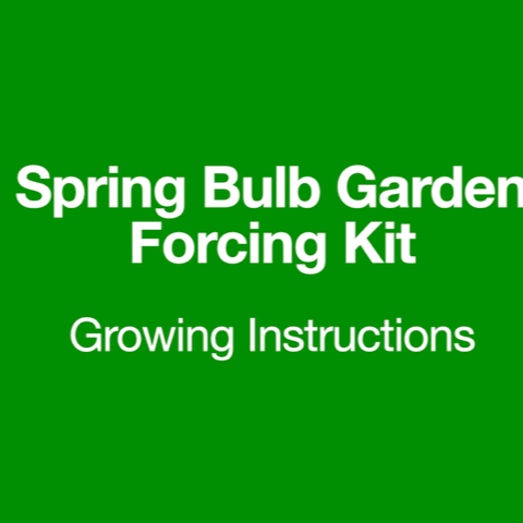 Spring+Bulb+Garden+Forcing+Kit+Growing+Instructions.png