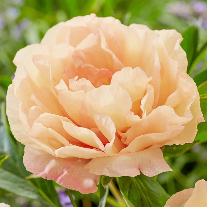 Canary Brilliants.webp