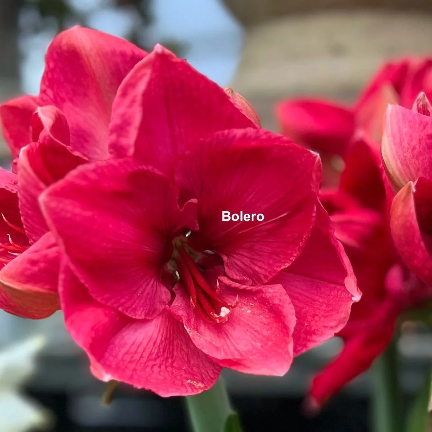 Bolero+w+name.jpg (Copy) (Copy)