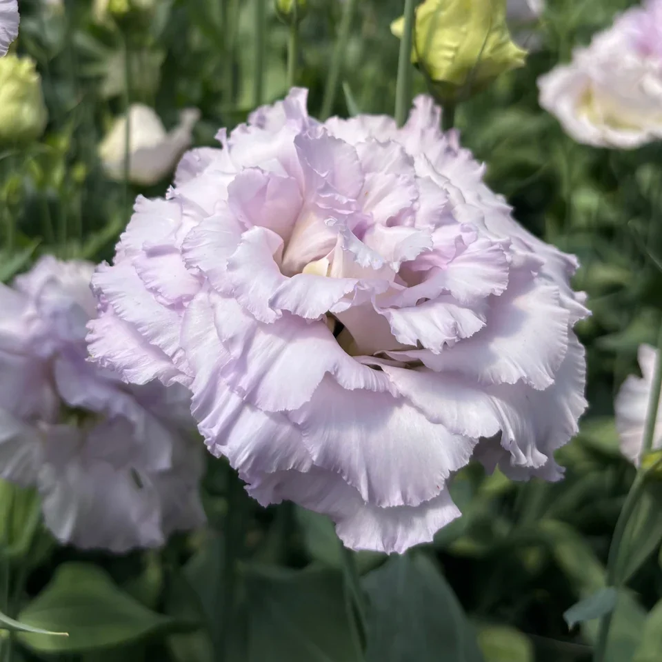 Lisanthus Corelli Sugoi Lavender Ice.jpeg.webp