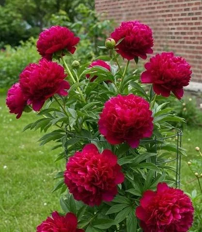 Red Grace in a home garden.jpeg