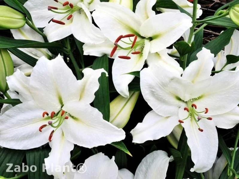 Crystal Blanca - Oriental