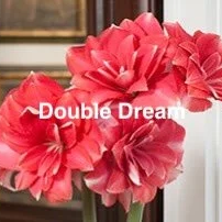 Double+Dream+original+copy.png (Copy) (Copy)
