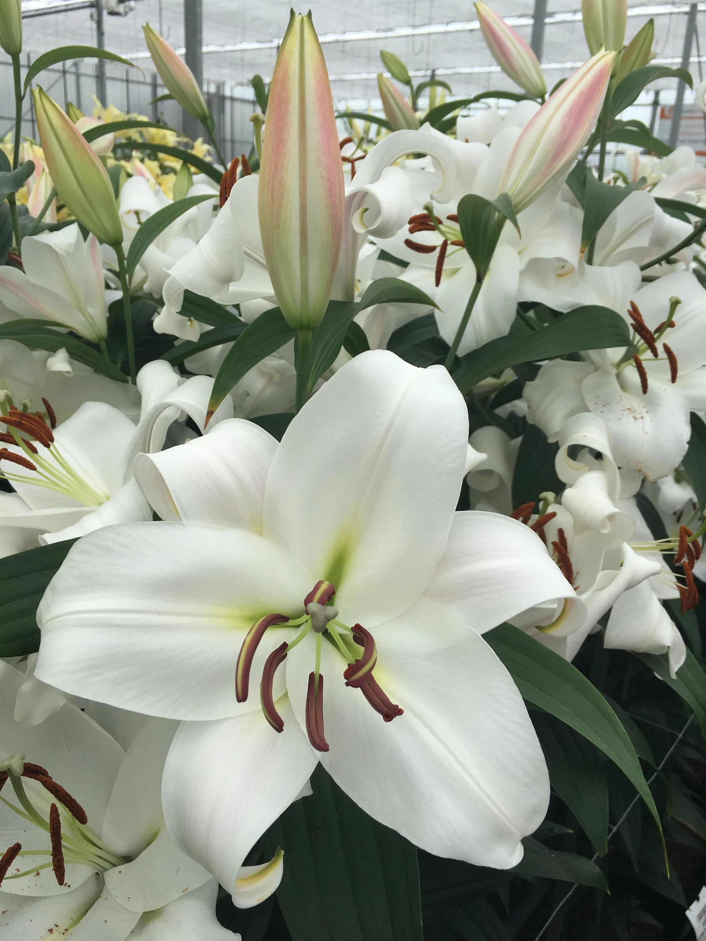 Zambesi - OT Hybrid (3 bulbs)