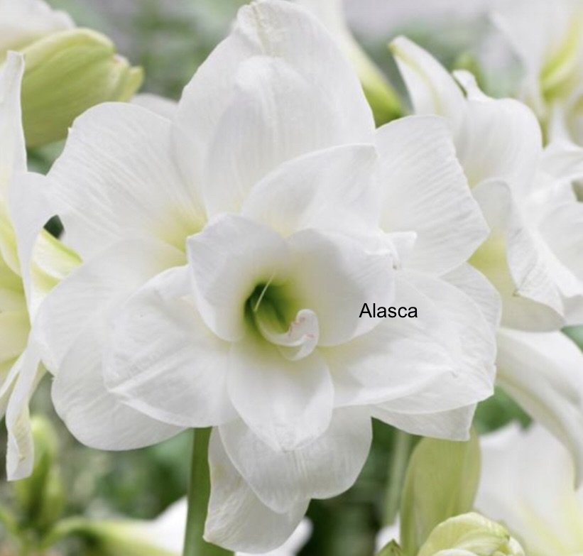 Alasca - ADR2 2.jpg