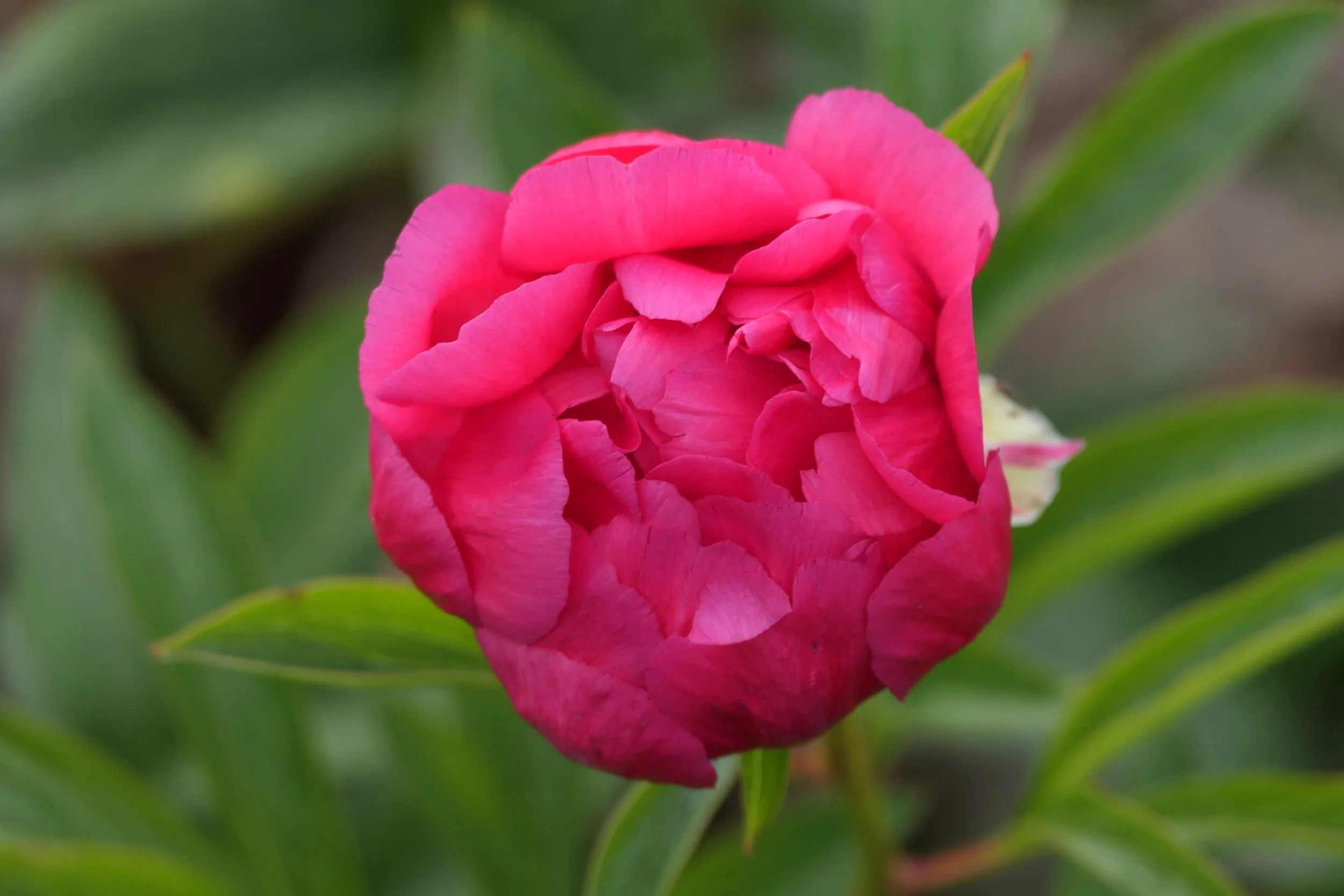 Raspberry-Charm-4-scaled.jpg