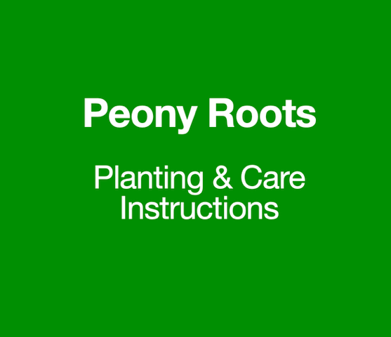 Peony Roots Growing Instructions