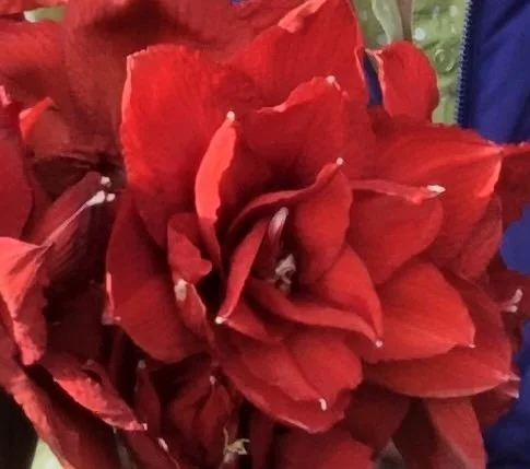 Red Peacock - ours.jpeg
