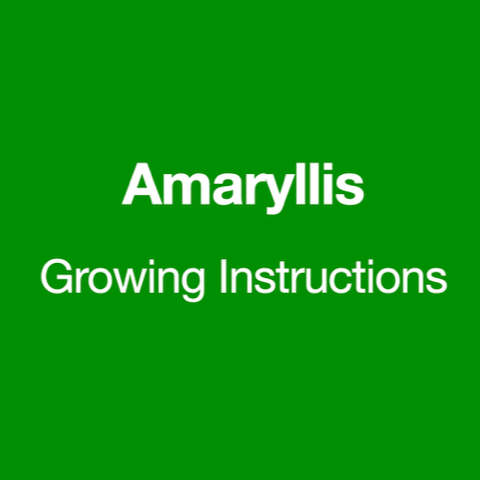 Amaryllis%2BGrowing%2BInstructions.png