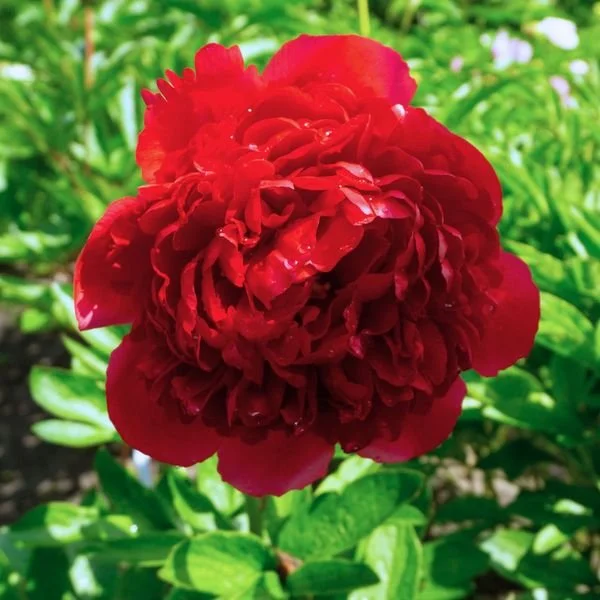 'Red Grace' (Spherical Blooms)